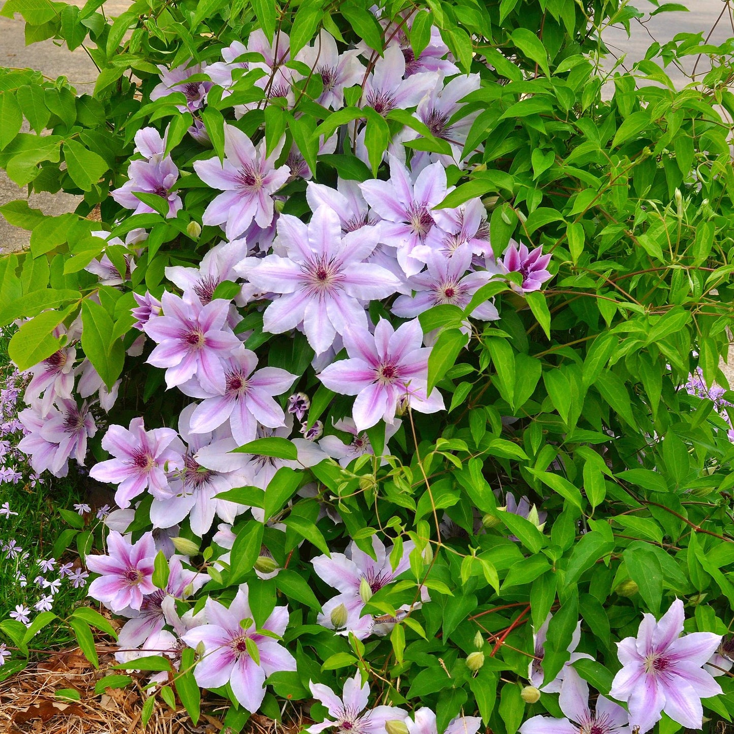GreenboutiQ - Kletterpflanze - Clematis Nelly Moser - Blüte Rosa - Wenig Pflege - 2 Pflanzen - Topf 11cm Höhe 40cm