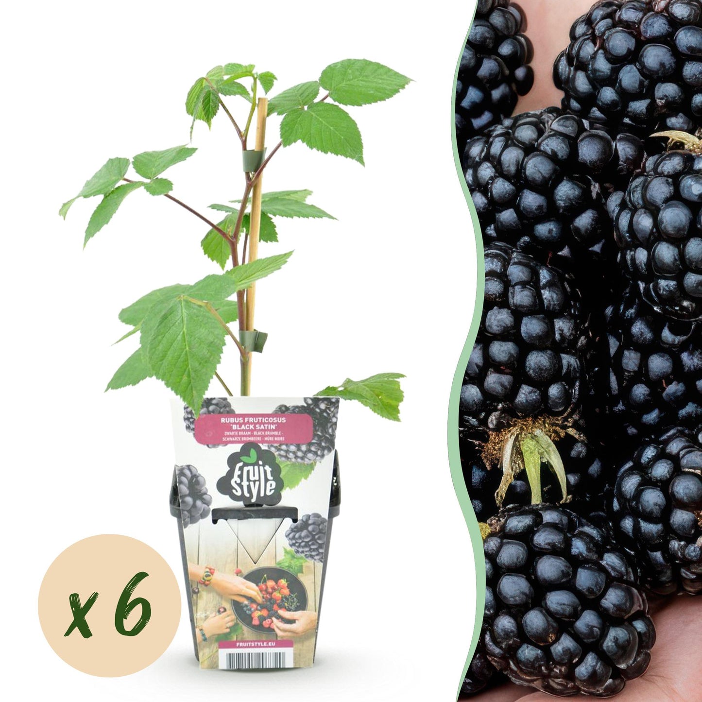 GreenboutiQ - Obstpflanzen - Brombeere - Rubus Black Satin - Winterhart - 6 Pflanzen - Topf 9 cm - Schwarze Brombeere