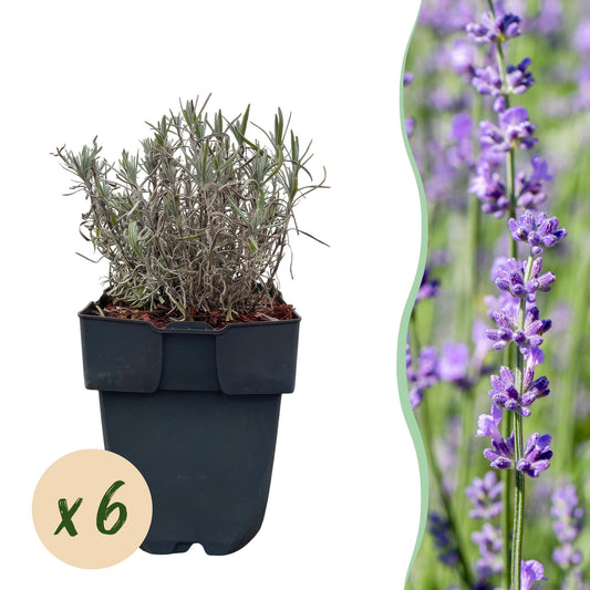 GreenboutiQ - Heckenpflanzen - Lavandula angustifolia Hidcote - graues Blatt - 6 Pflanzen - 1 laufender Meter - immergrün - Topf 17cm Höhe 30cm