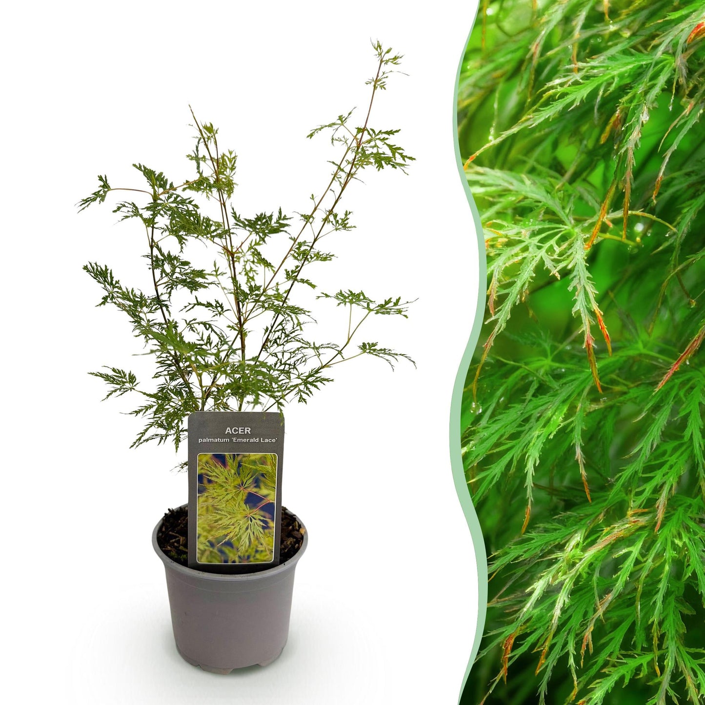 GreenboutiQ - Gartenpflanze - Acer palmatum Emerald Lace - Grün - 1 Pflanze - Laubabwerfend - Pflegeleicht - Topf 12cm Höhe 35cm