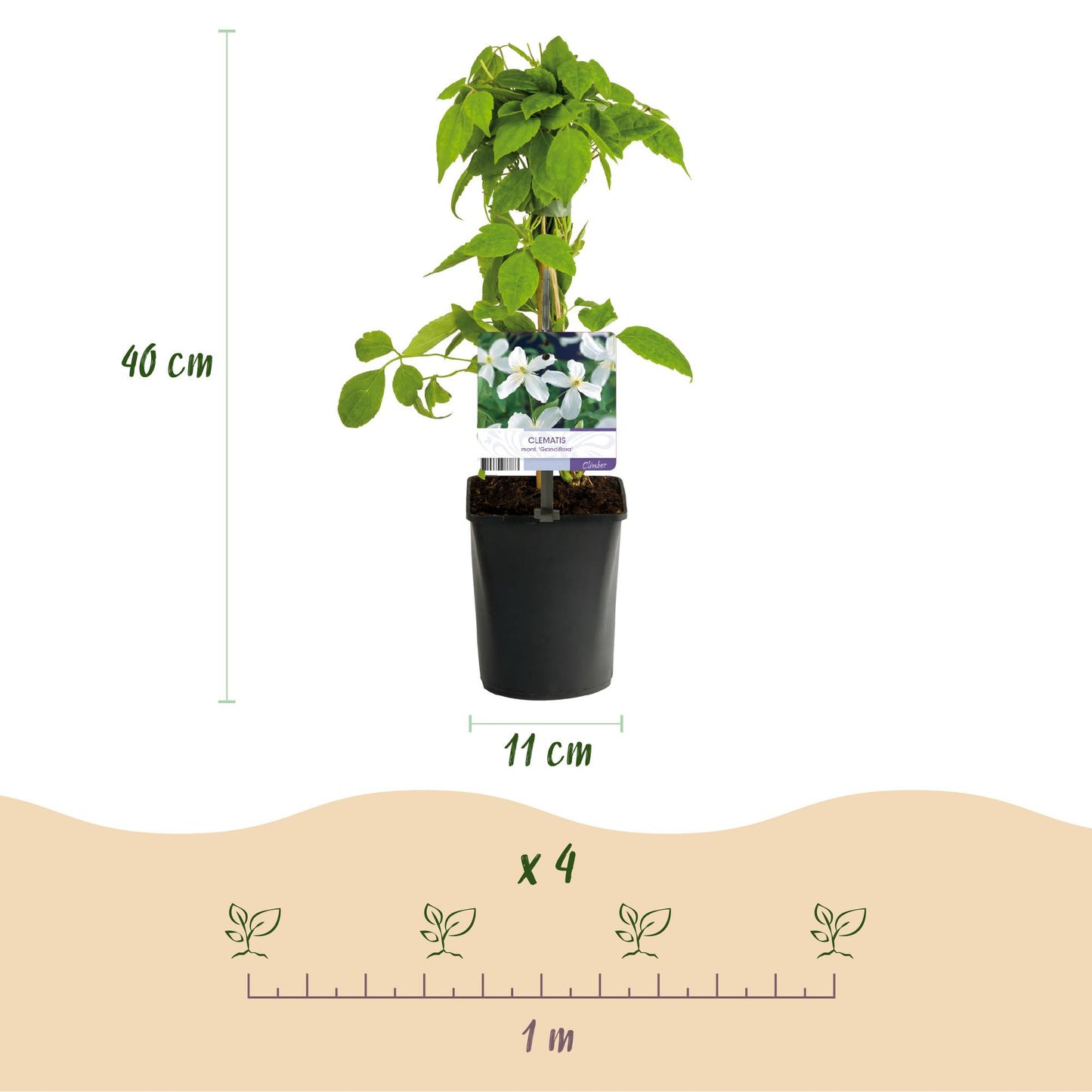 GreenboutiQ - Kletterpflanze - Clematis montana Grandiflora - Blüte Weiß - Frühblühend - Pflegeleicht - 2 Pflanzen - Topf 11cm Höhe 40cm