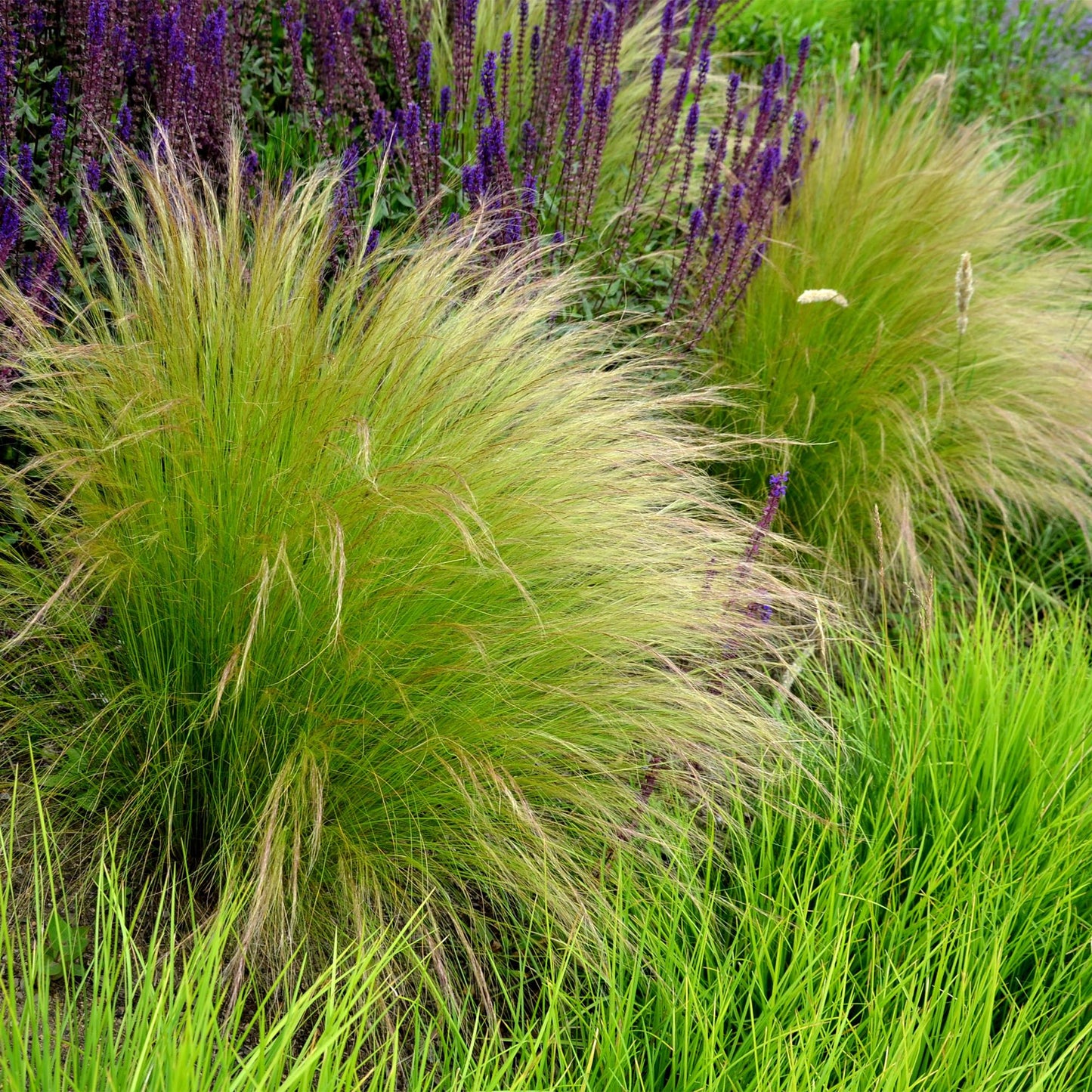 GreenboutiQ - Ziergräser - Stipa tenuifolia Pony Tails - Grün - 4 Pflanzen - Immergrün - Wenig Pflege - Topf 17cm Höhe 50cm