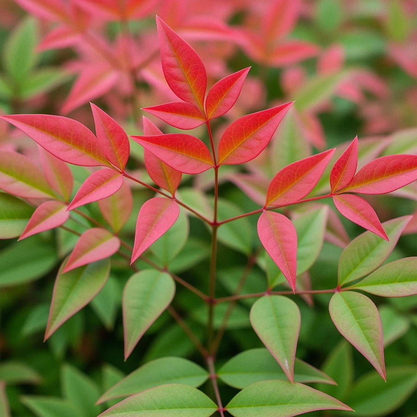 GreenboutiQ - Gartenpflanze - Nandina Obsessed - Rot - 2 Pflanzen - Immergrün - Wenig Pflege - Topf 17cm Höhe 45cm