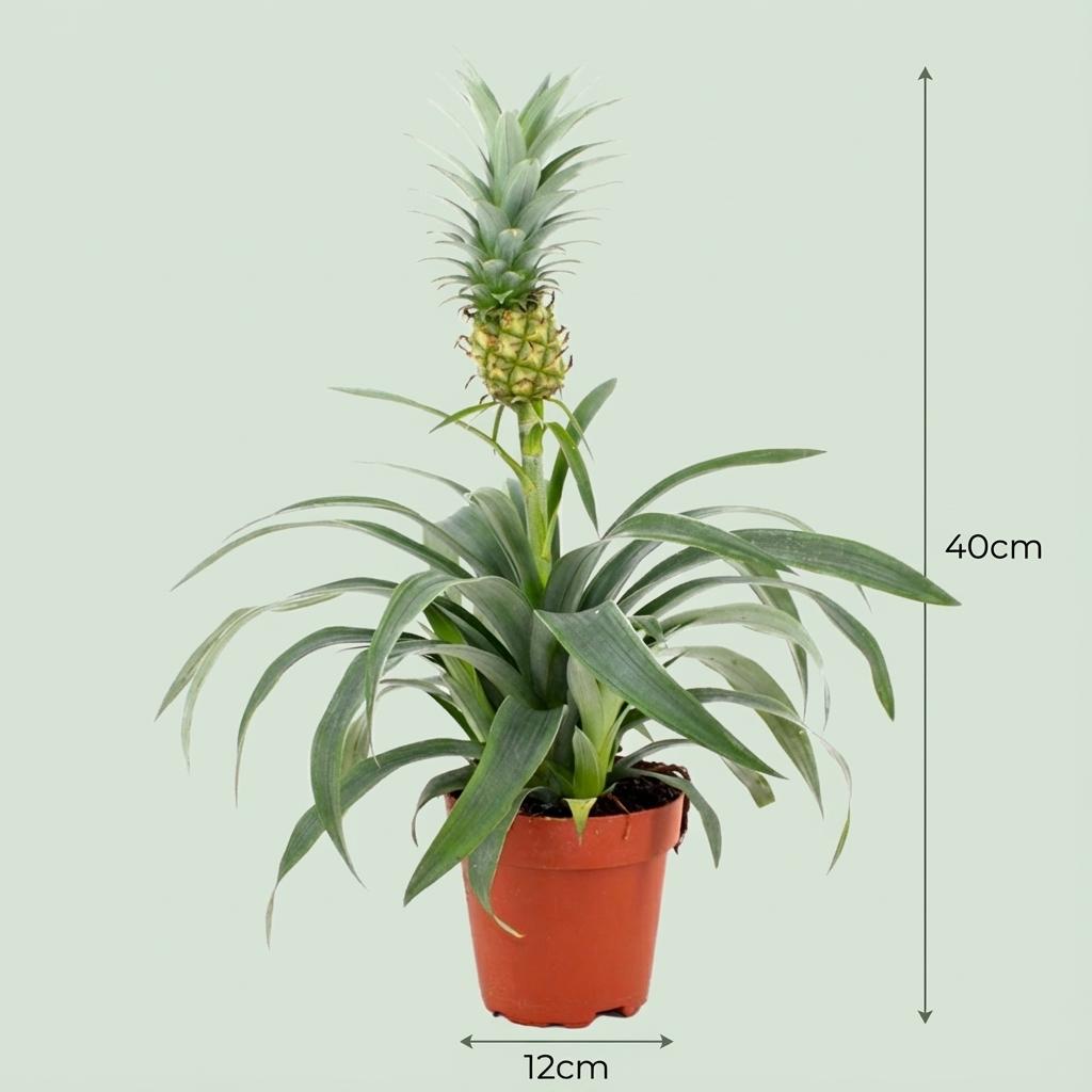 Ananaspflanze Mi Amigo - 4 Stück - Ø 12 cm - Höhe: 35 - 40 cm