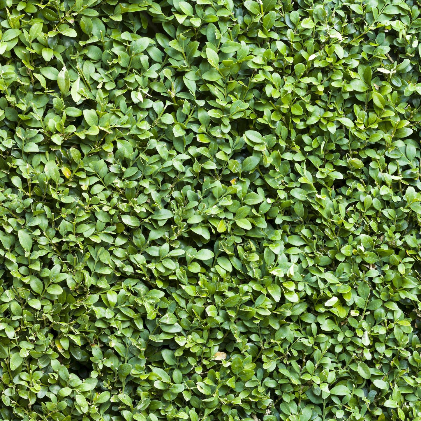 GreenboutiQ - Heckenpflanzen - Buxus sempervirens - Blatt grün - 8 Pflanzen - 1 laufender Meter - immergrün - Topf 9cm Höhe 20-25cm