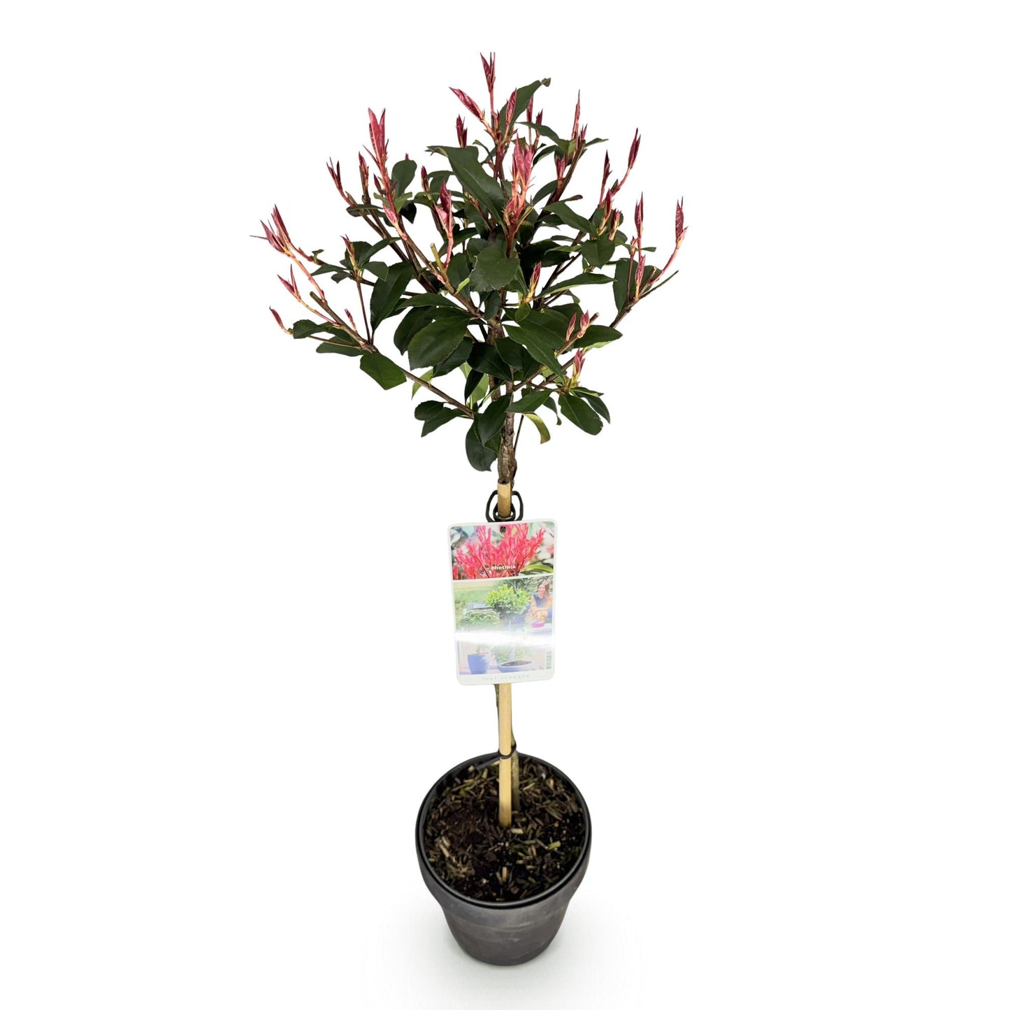 GreenboutiQ - Pflanze auf Stamm - Photinia fraseri Carre Rouge - Terrassenpflanze - Immergrün - Winterhart - Grün-Rotes Blatt - Topf 19cm Höhe 90cm
