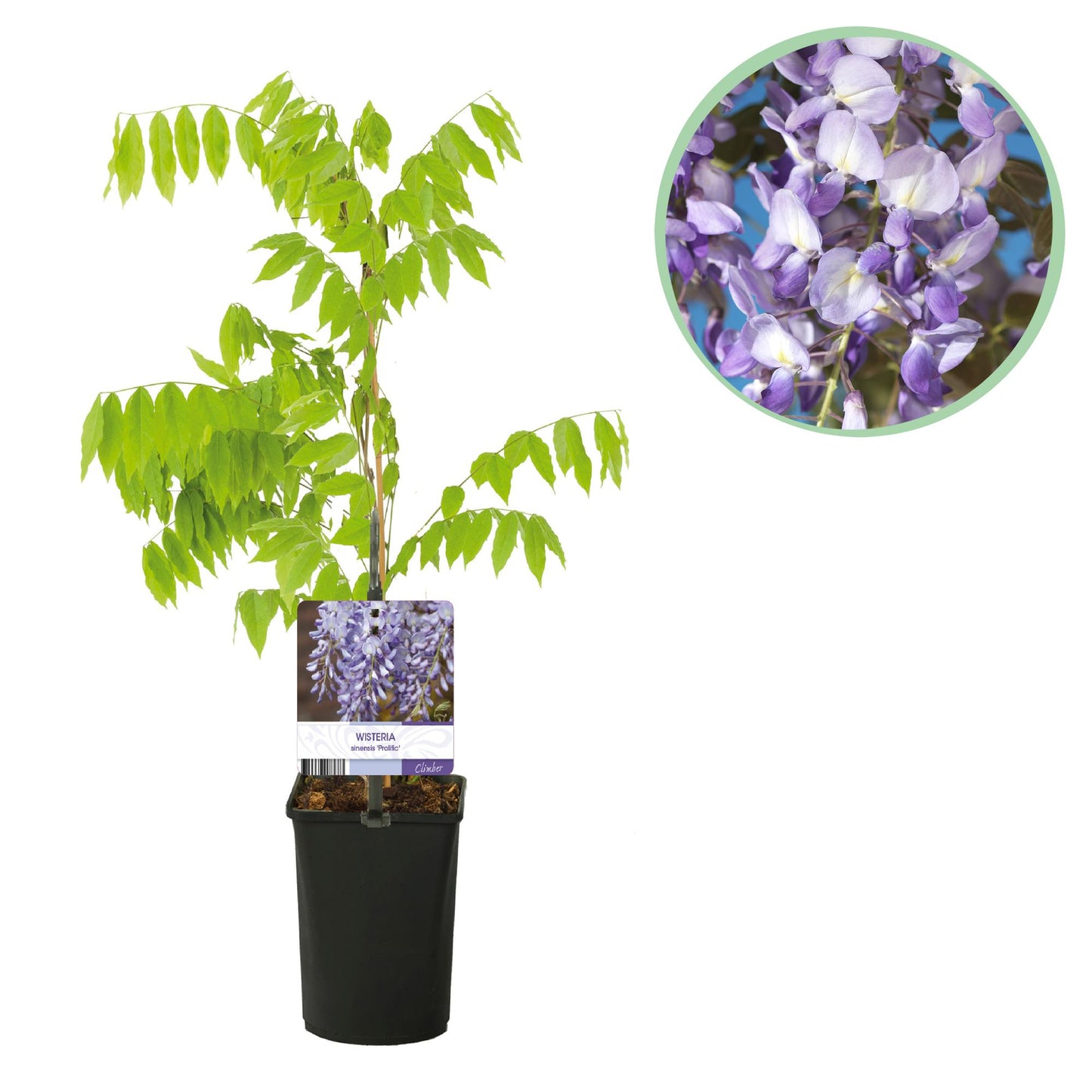 GreenboutiQ - Blauregen - Wisteria floribunda Prolific - Blüte Blau - 1 Pflanze - Topf 11cm Höhe 40cm