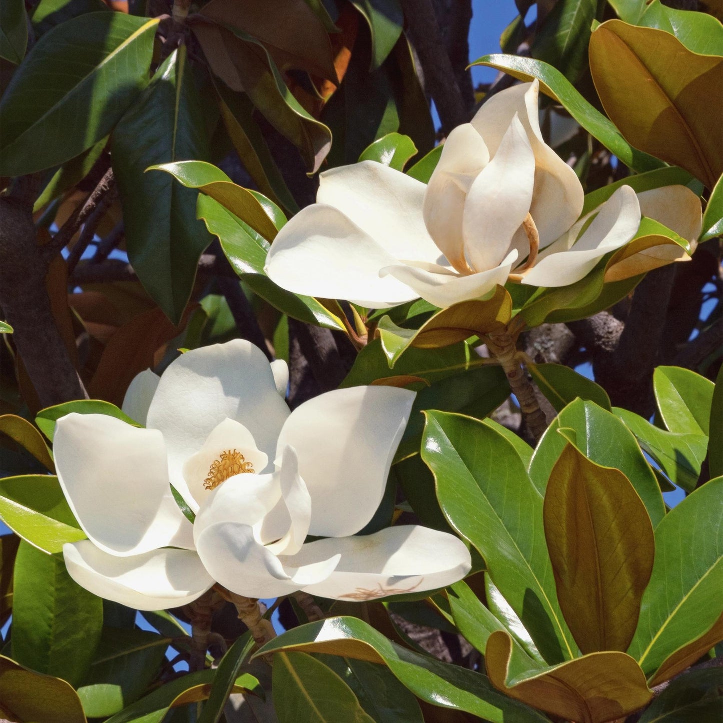 GreenboutiQ - Gartenpflanze - Magnolia grandiflora - Blüte Weiß - 1 Pflanze - Immergrün - Wenig Pflege - Topf 12cm Höhe 30cm