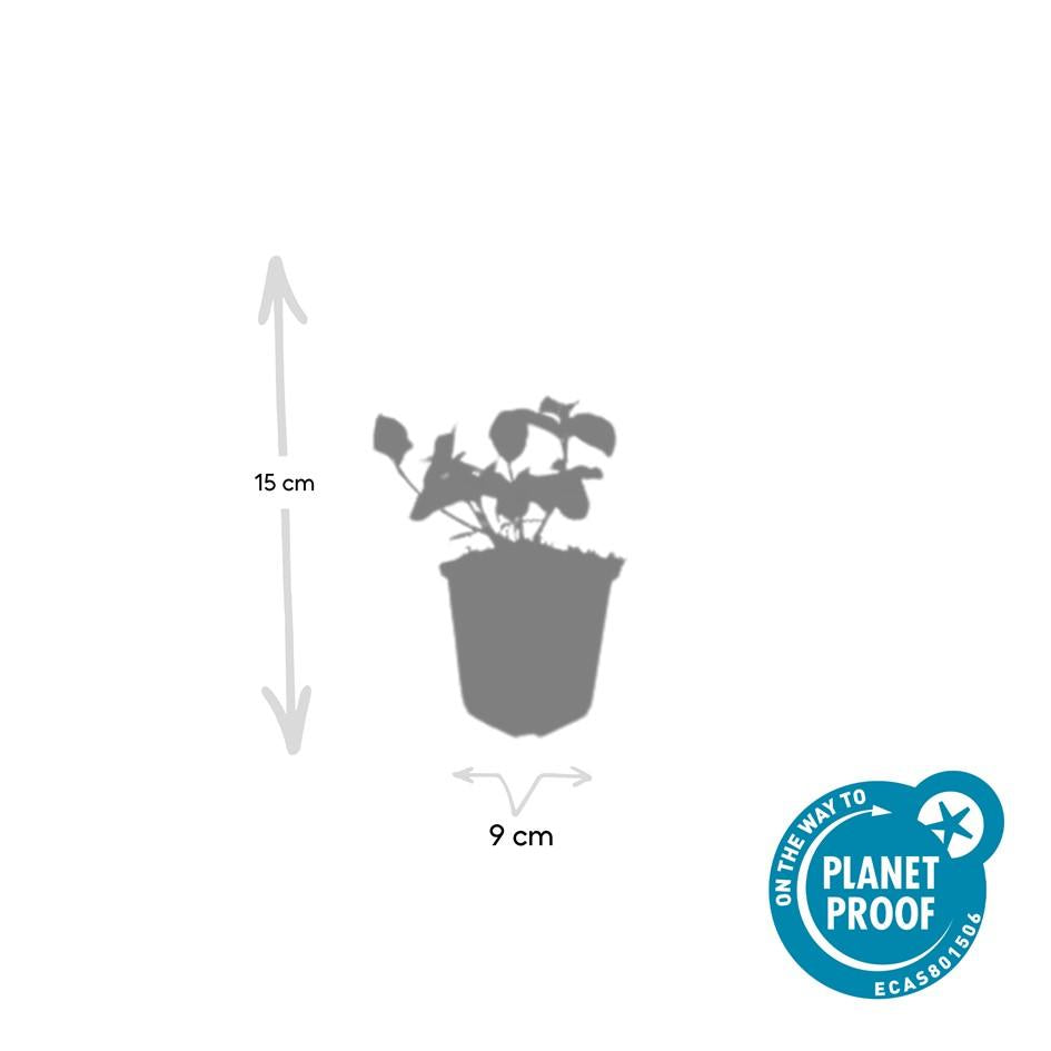 60x Euonymus fort. 'Dart's Blanket' - ↕10-25cm - Ø9cm
