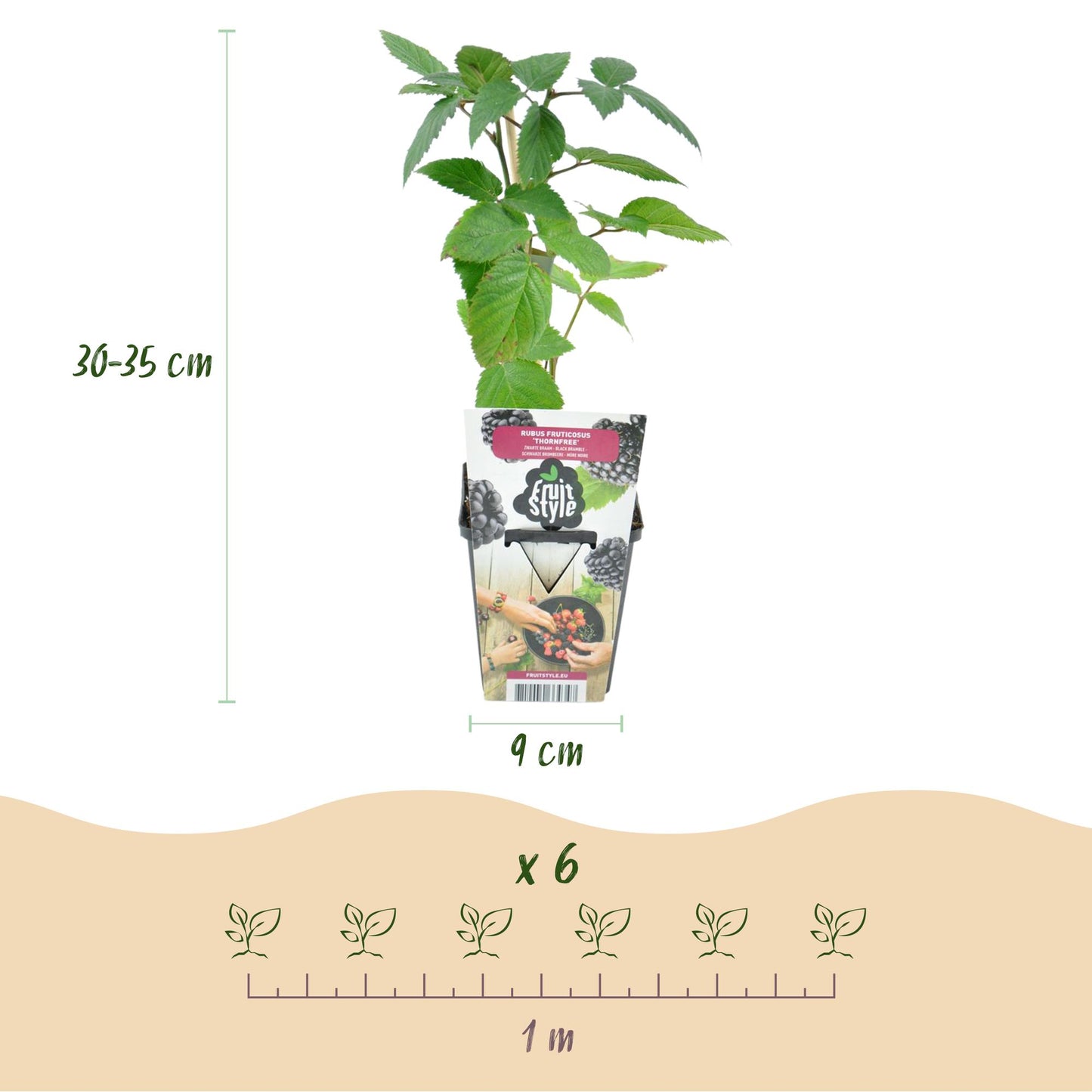 GreenboutiQ - Obstpflanzen - Dornlose Brombeere - Rubus Thornfree - Winterhart - 6 Pflanzen - Topf 9 cm - Schwarze Brombeere
