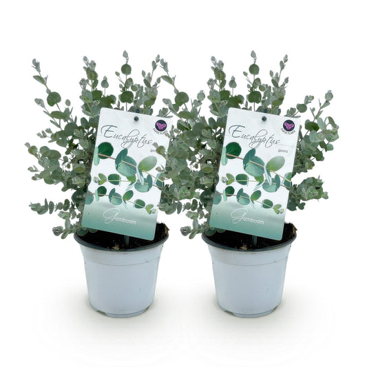 GreenboutiQ - Terrassenpflanze - Eukalyptusbaum - Eucalyptus gunni - Grau - 2 Pflanzen - Winterhart - Topf 14cm Höhe 30cm
