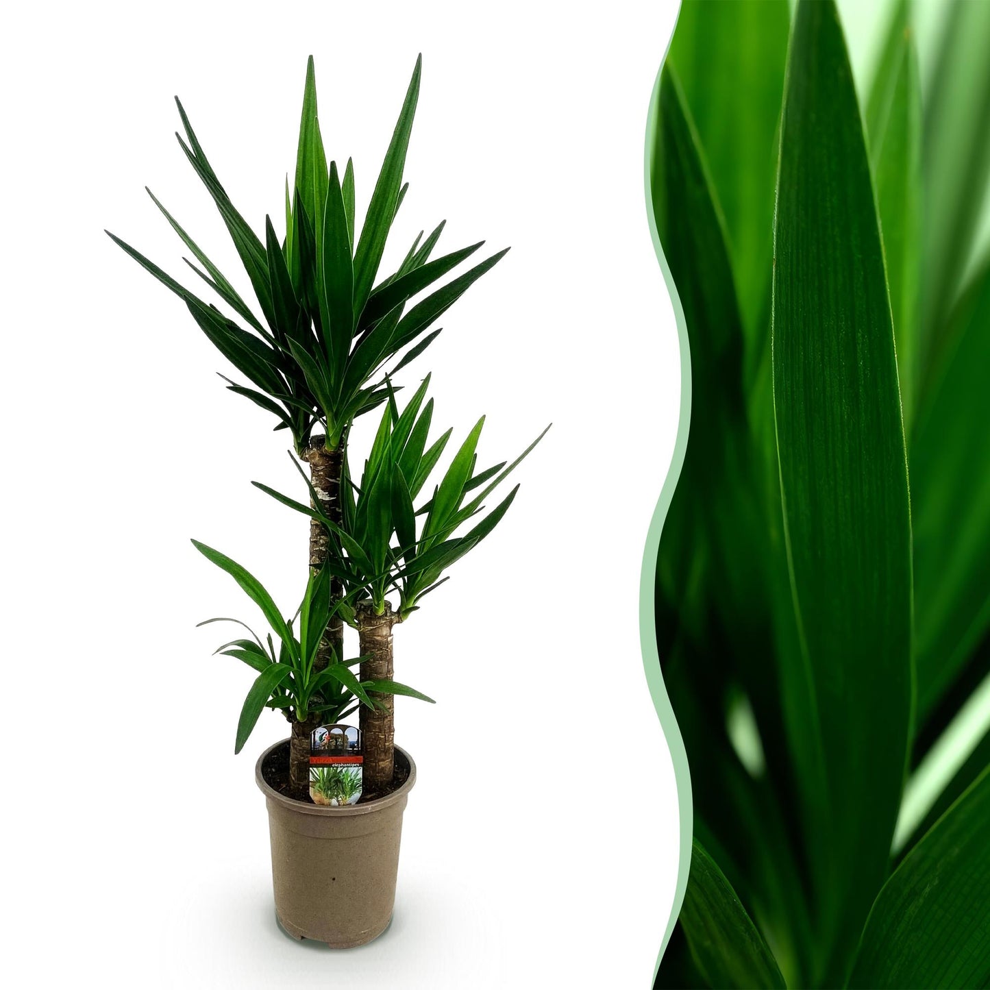 Green boutiQ - Zimmerpflanze - Yucca elephantipes - Yucca - Wenig Pflege - Grün - 1 - Topf 21cm - Höhe 100cm