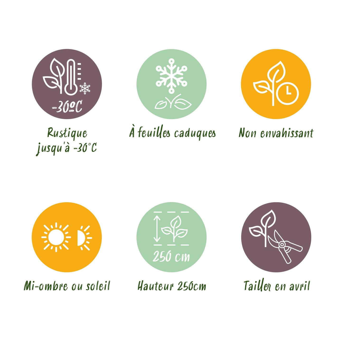 GreenboutiQ - Sträucher - Cornus sibirica - Rote Zweige - 1 Pflanze - Laubabwerfend - Wenig Pflege - Topf 17cm Höhe 45cm