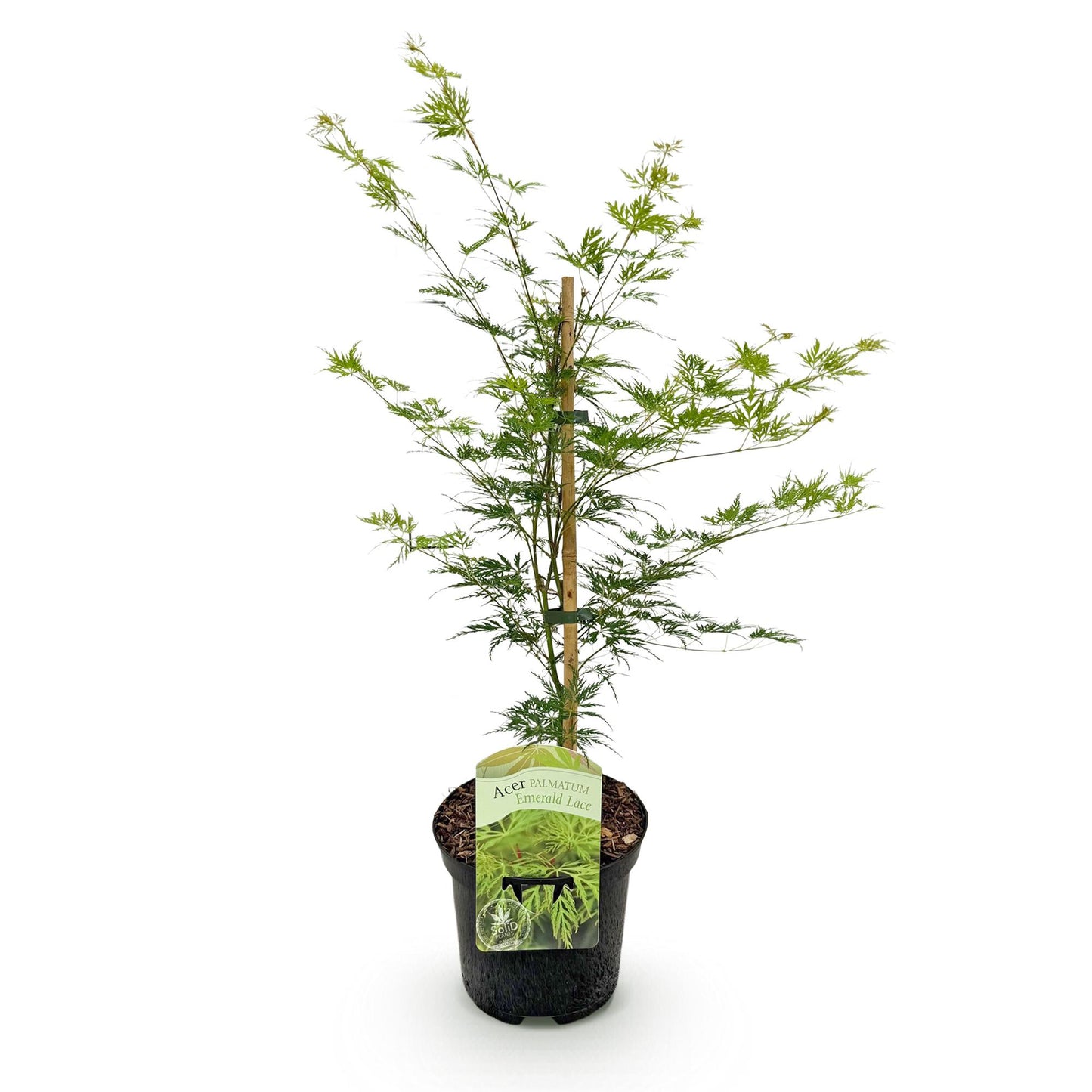 GreenboutiQ - Balkonpflanze - Japanischer Ahorn - Acer palmatum Emerald Lace - Grün - 1 Pflanze - Laubabwerfend - Topf 19cm Höhe 70cm