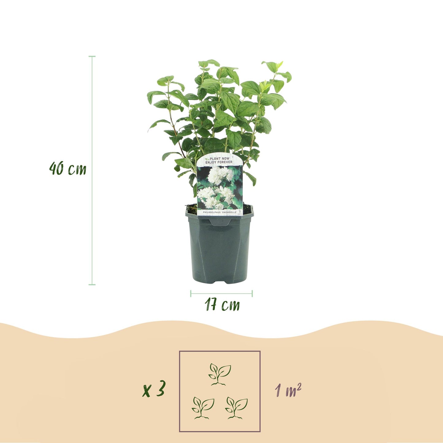 GreenboutiQ - Bauernjasmin - Philadelphus Snowbelle - Blüte Weiß - 1 Pflanze - Laubabwerfend - Wenig Pflege - Topf 17cm Höhe 45cm