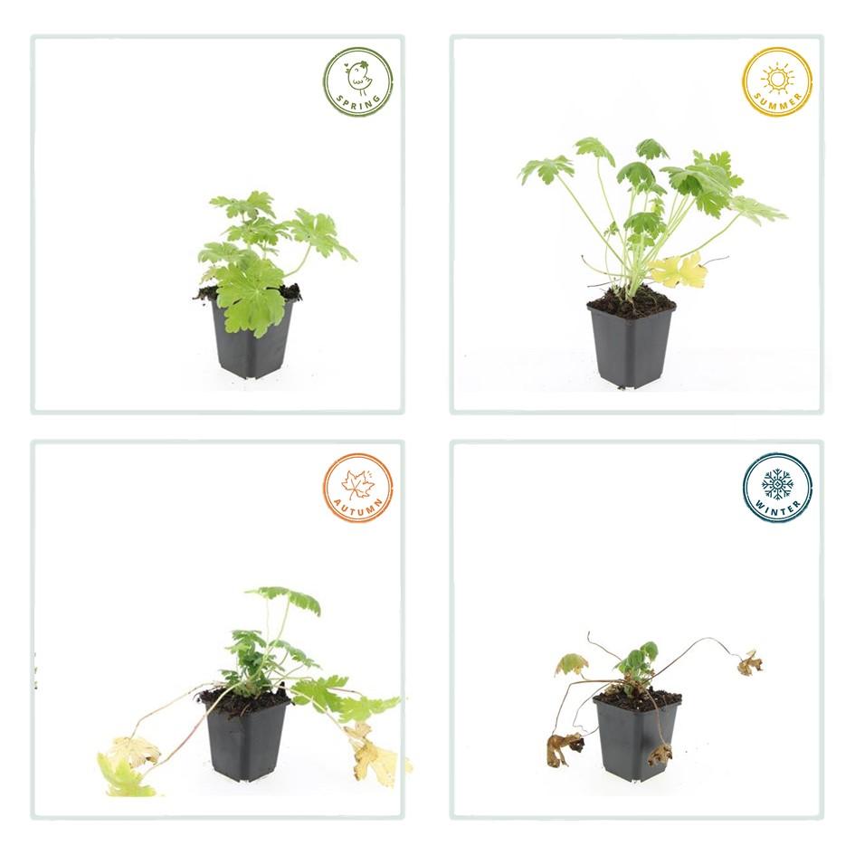 60x Geranium macr. 'Spessart' - ↕10-25cm - Ø9cm