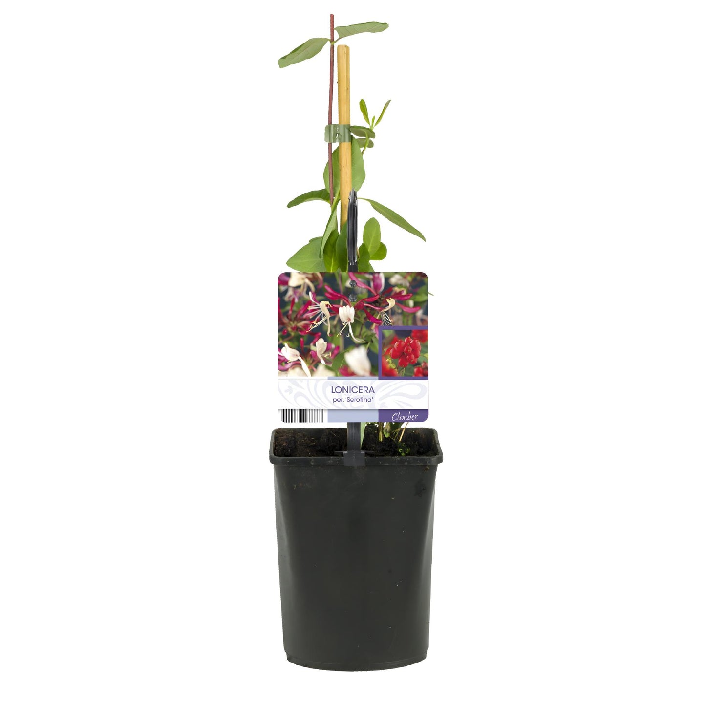 GreenboutiQ - Geißblatt - Lonicera Serotina - Blüte Rosa mit Weiß - Wenig Pflege - 2 Pflanzen - Topf 11cm Höhe 40cm