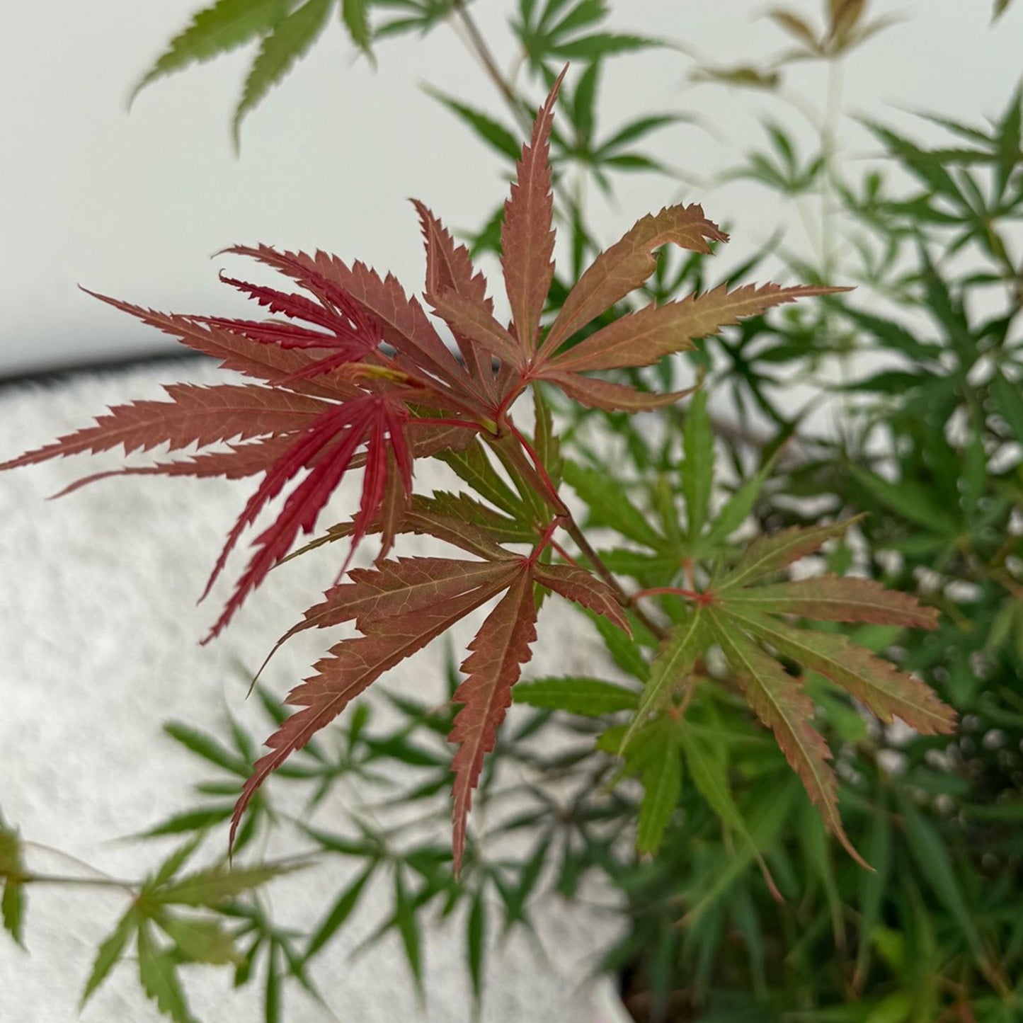 GreenboutiQ - Balkonpflanze - Japanischer Ahorn - Acer palmatum Jerre Swarts - Dunkelrot - 1 Pflanze - Laubabwerfend - Topf 19cm Höhe 70cm