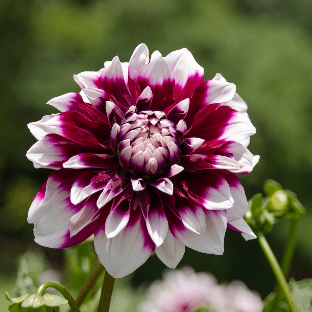 Flowerbulbs Amsterdam - Dahlie Mystery Day, Großblumiges Erscheinungsbild