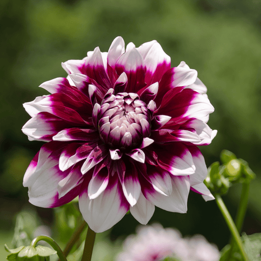 Flowerbulbs Amsterdam - Dahlie Mystery Day, Großblumiges Erscheinungsbild
