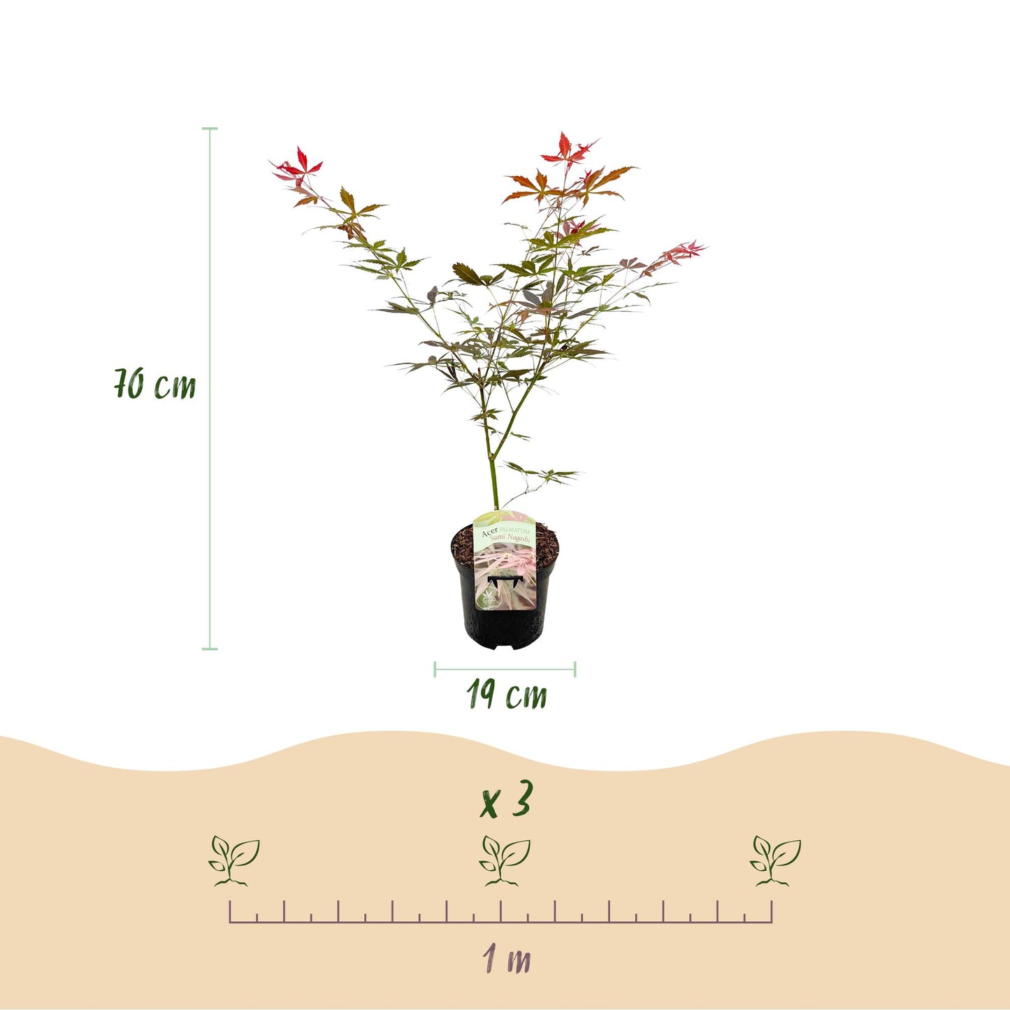 GreenboutiQ - Balkonpflanze - Japanischer Ahorn - Acer palmatum Sumi-nagashi - Rot - 2 Pflanzen - Laubabwerfend - Topf 19cm Höhe 70cm