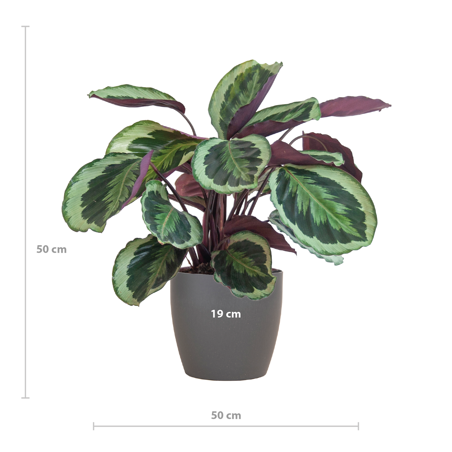 Calathea Medaillon mit Viber Grau- 65cm - Ø21