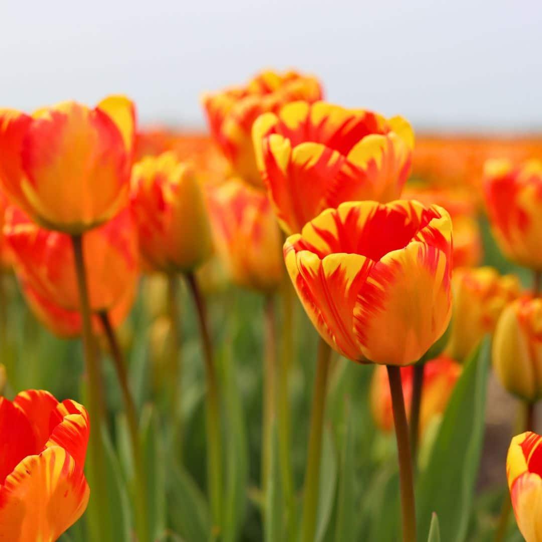 Flowerbulbs Amsterdam - Banja Luka - 15 Blumenzwiebeln - Gr��e 12+