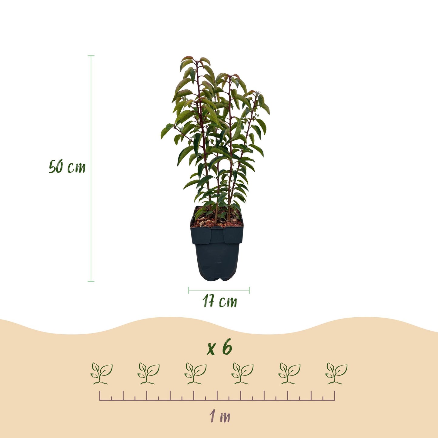 GreenboutiQ - Heckenpflanzen - Prunus lusitanica Angustifolia - Blatt grün - 6 Pflanzen - 1 laufender Meter - immergrün - Topf 17cm Höhe 50cm