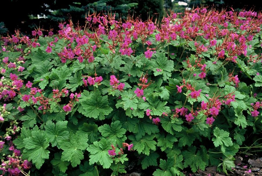 40x Geranium macr. 'Czakor' - ↕10-25cm - Ø9cm