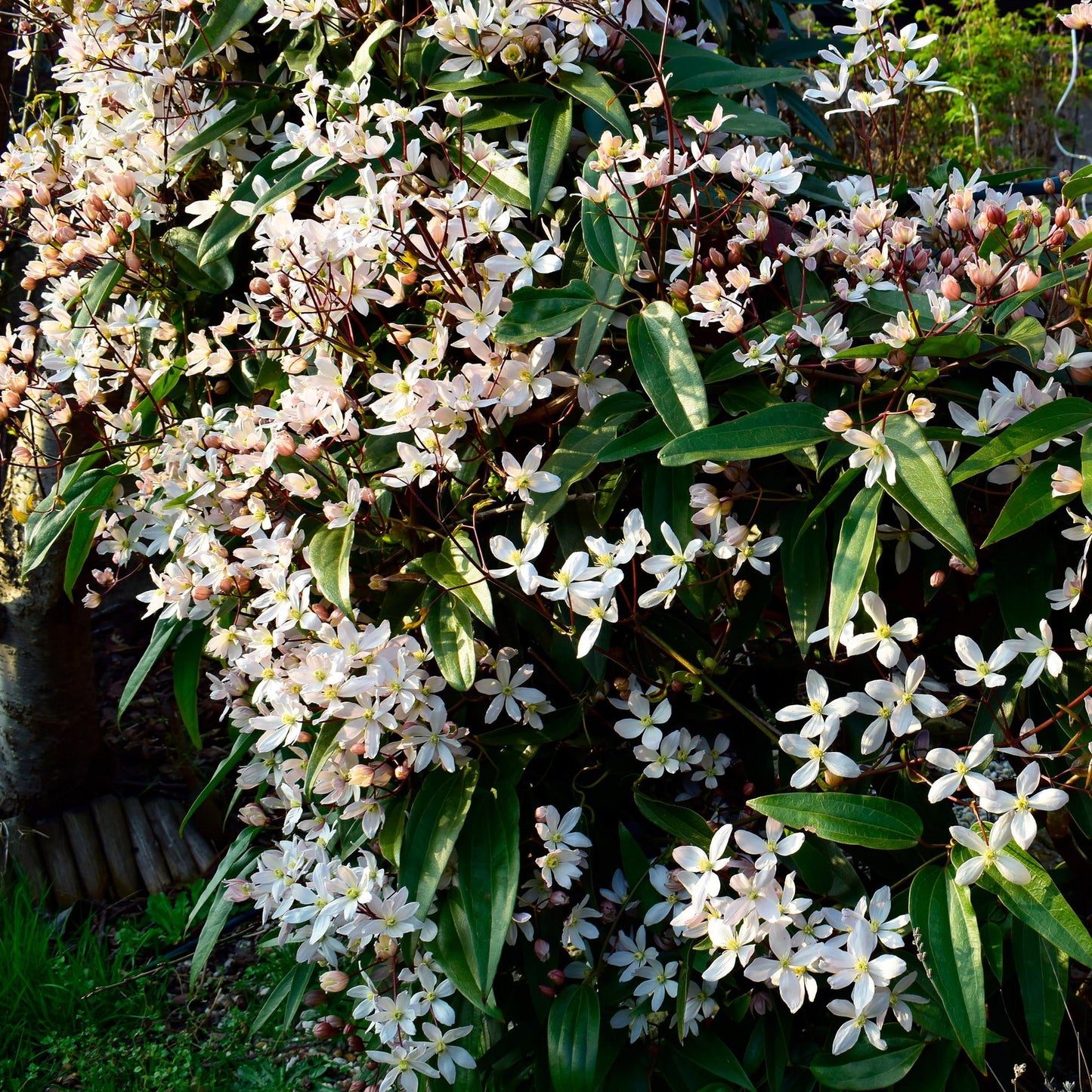 GreenboutiQ - Kletterpflanze - Clematis armandii - Blüte Weiß - Immergrün - Wenig Pflege - 1 Pflanze Topf 11cm Höhe 40cm