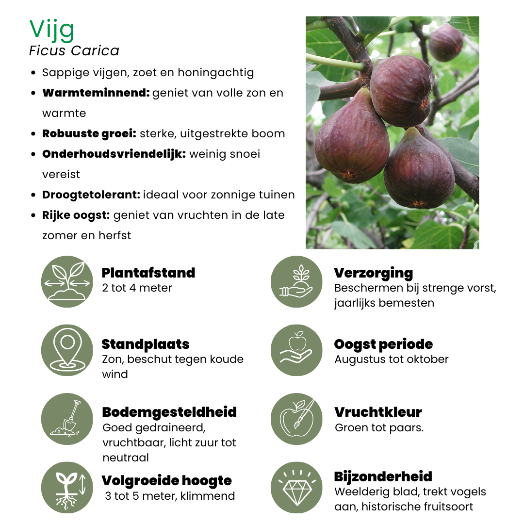 "Sübe Ernte Trio" BIO Obstpflanzen set im mix von 3 verschiedene Sorten