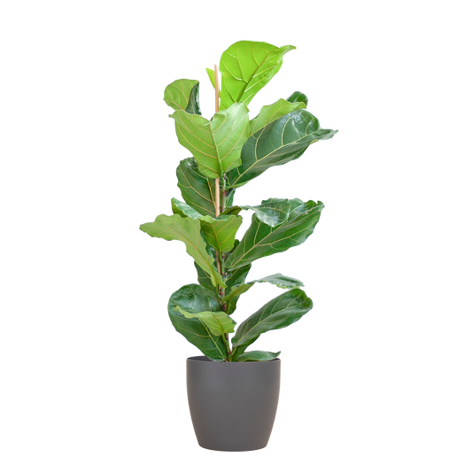 Ficus Lyrata mit Viber-Topf Grau – 80 cm – Ø21