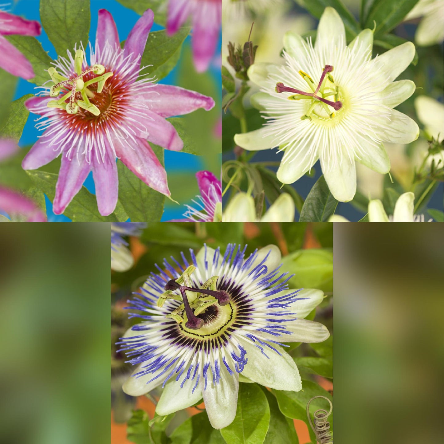 GreenboutiQ - Passionsblume - Passiflora Tricolour - Blüte Rosa Weiß Lila - Wenig Pflege - 3 Pflanzen - Topf 11cm Höhe 40cm