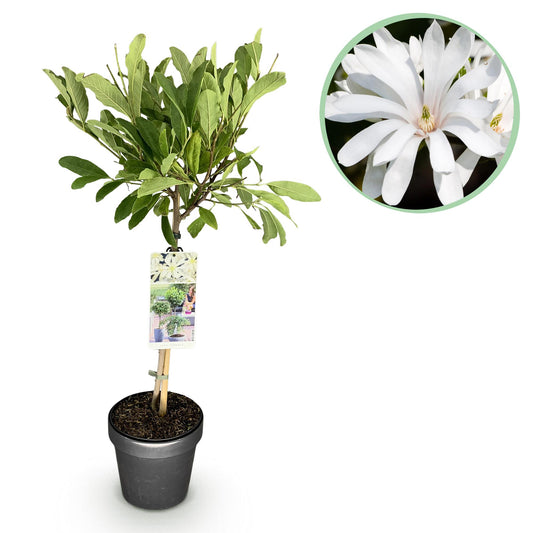 GreenboutiQ - Stamm Pflanze - Magnolia stellata - Terrassenpflanze - Laubabwerfend - Winterhart - Weiße Blüte - Topf 19cm Höhe 90cm
