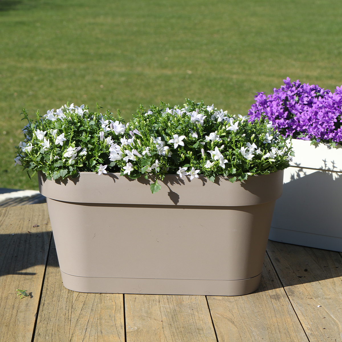 Campanula Addenda Ambella weiß - Balkonpflanzer taupe mit 3 Stück Campanula Topfgröße 12cm - Inkl. Aufhängesystem - Glockenblume weiß - Stauden - Gartenpflanzen