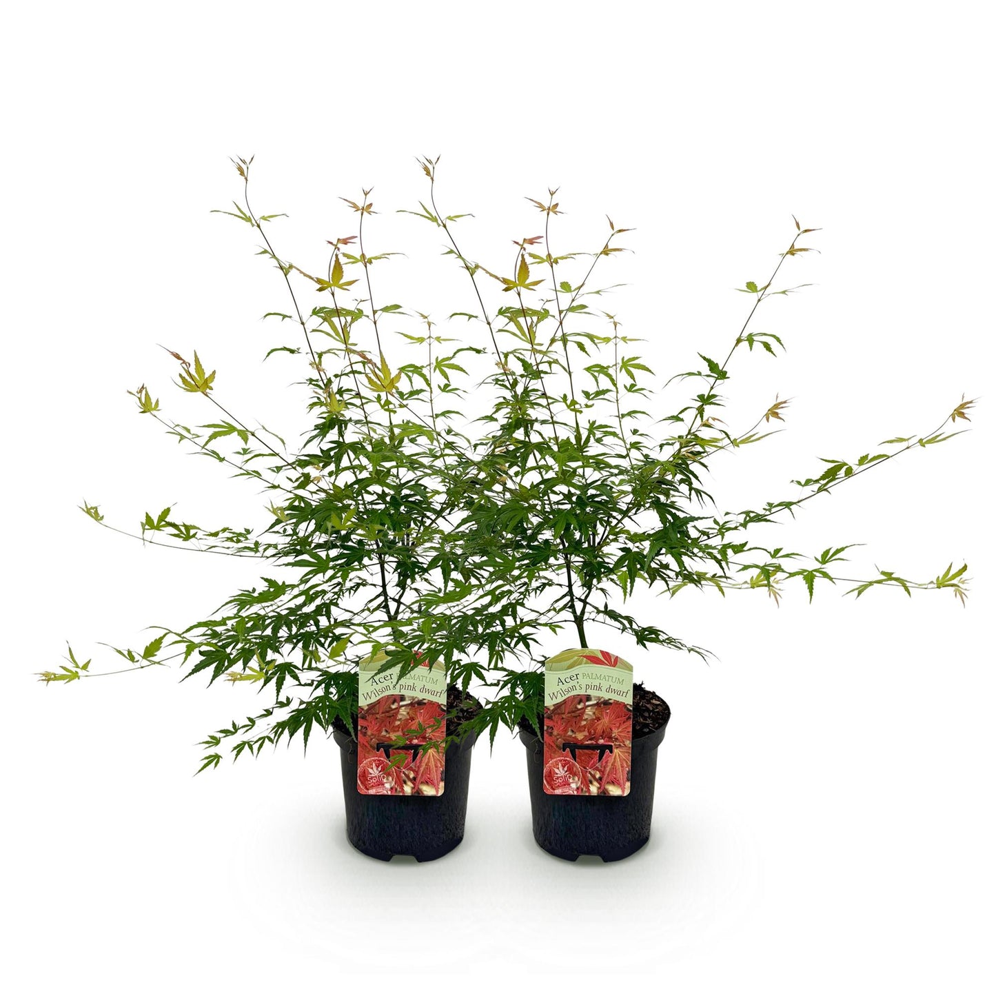 GreenboutiQ - Balkonpflanze - Japanischer Ahorn - Acer palmatum Pink Dwarf - Rosa - 2 Pflanzen - Laubabwerfend - Topf 19cm Höhe 70cm