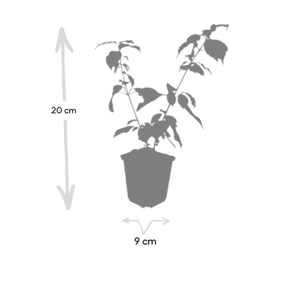 24x Cornus sang. 'Anny's Winter Orange' - ↕10-25cm - Ø9cm