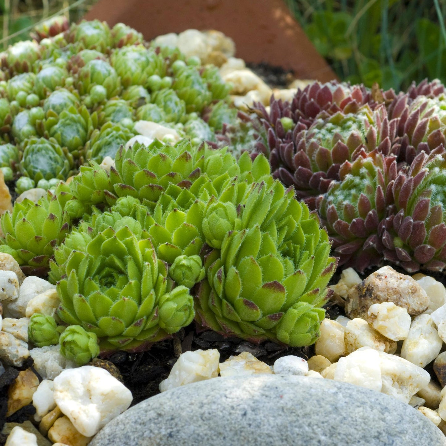 GreenboutiQ - Bodendecker - Winterhart - Sempervivum Big Sam - 4 Pflanzen - Verschiedene Farben - Wenig Pflege - Topf 14cm Höhe 17cm
