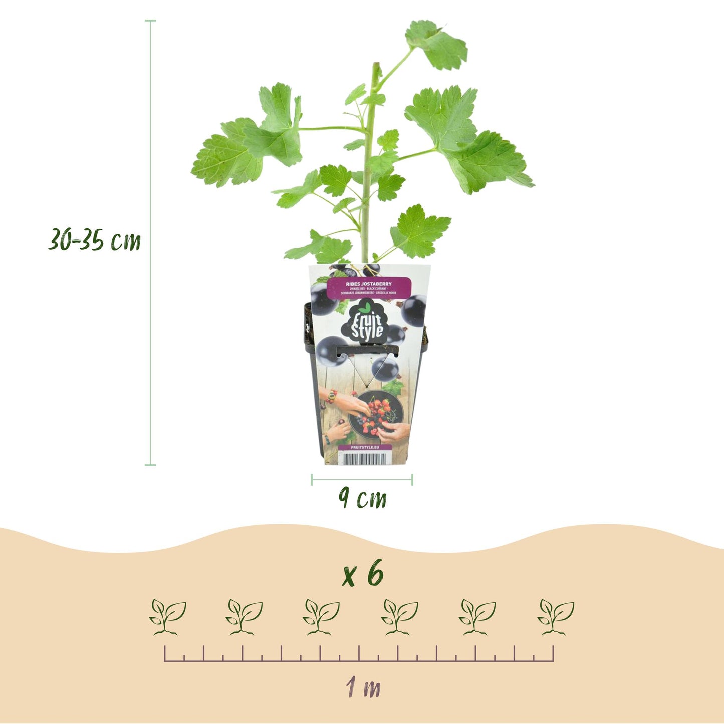 GreenboutiQ - Obstpflanzen - Jostabes - Ribes Jostabes - Winterhart - 6 Pflanzen - Topf 9 cm - Schwarze Johannisbeere