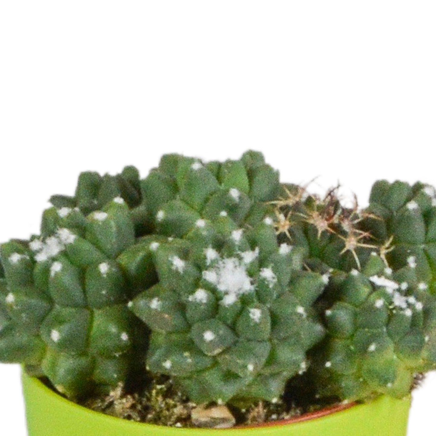 Kakteenmischung 5,5 cm - 5x - in gekleurde plasticpot