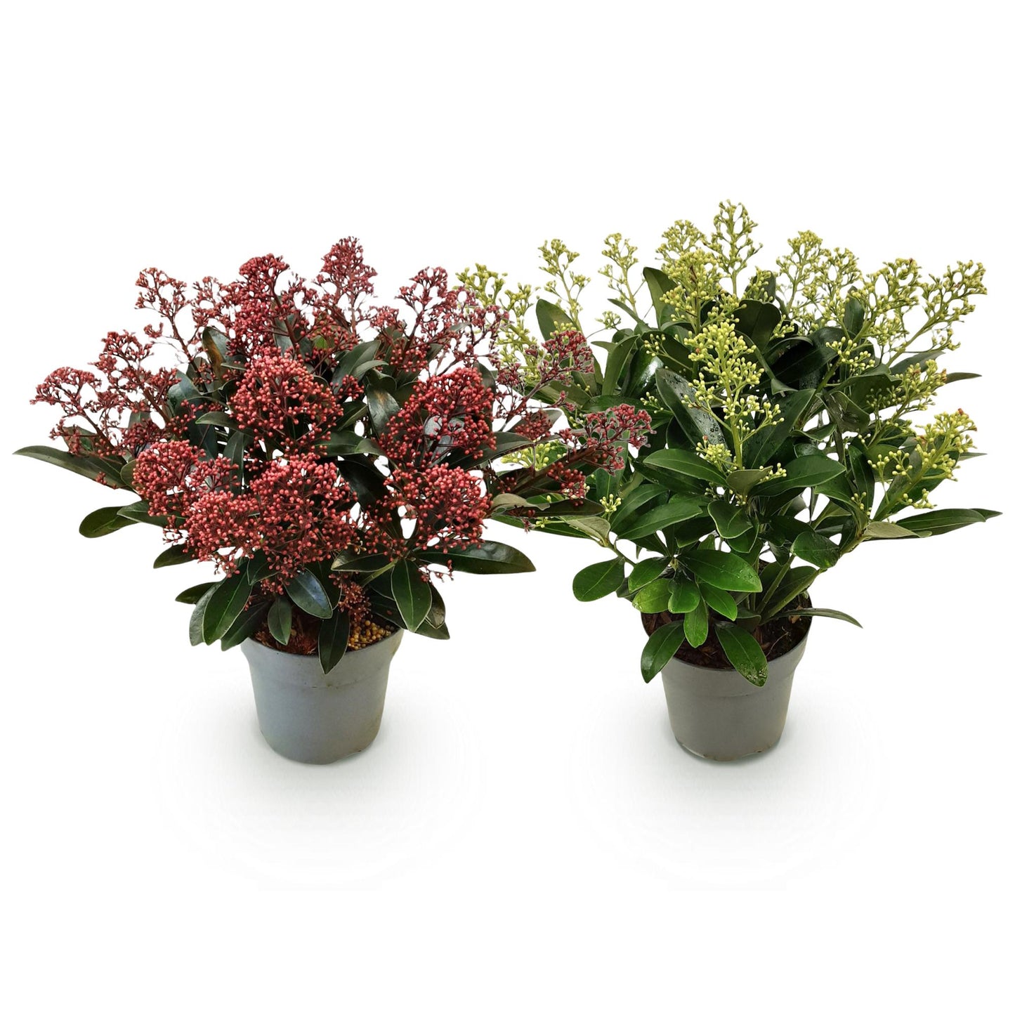 GreenboutiQ - Terrassenpflanze - Skimmia japonica Duo - Blüte Weiß & Rot - 15+ Blumen - 2 Pflanzen - Winterhart - Topf 15cm Höhe 30cm