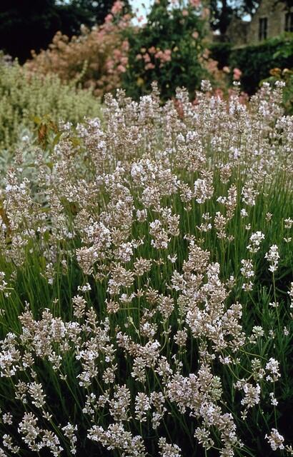 24x Lavandula int. 'Edelweiss' - ↕10-25cm - Ø9cm