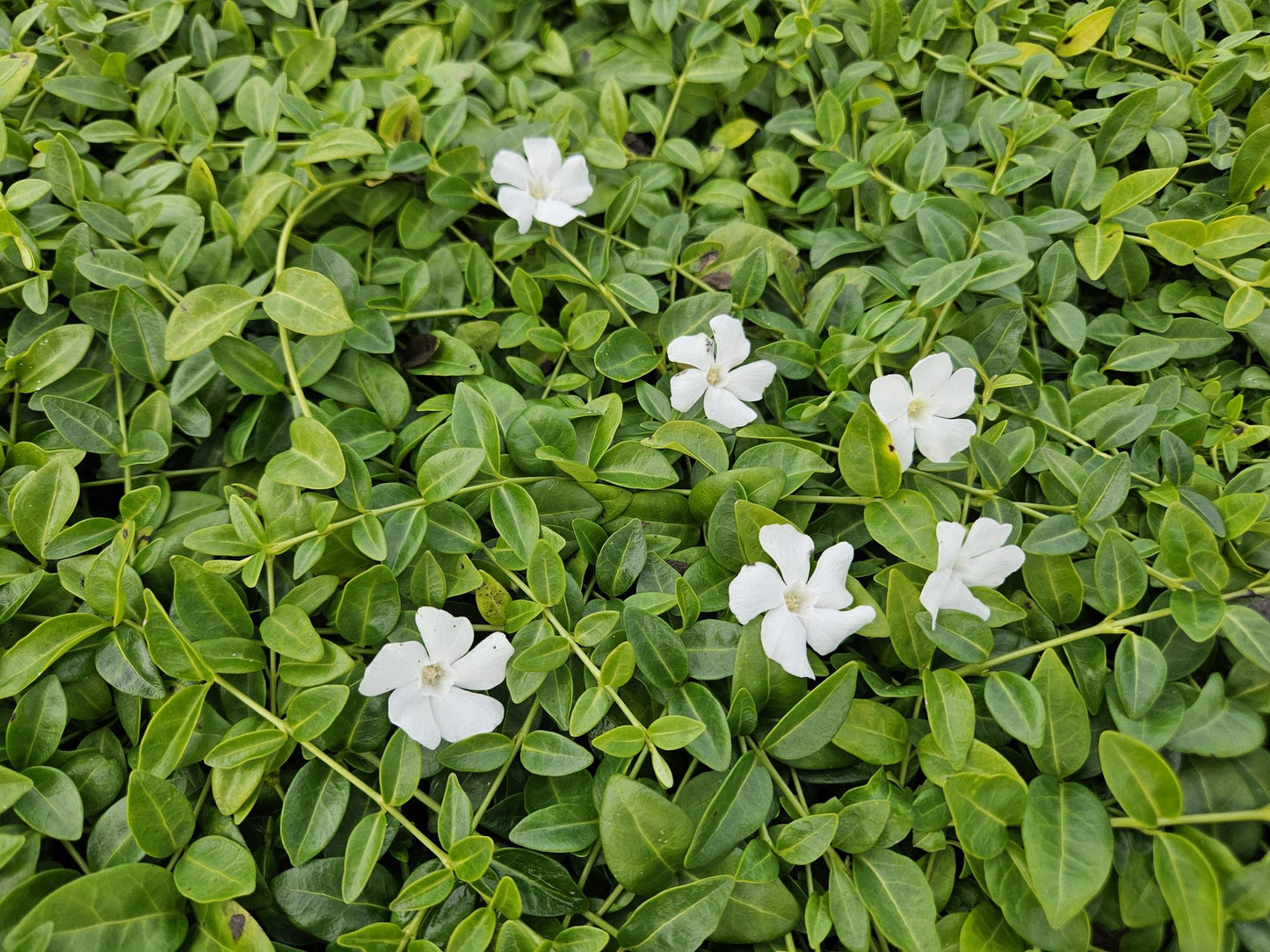 60x Vinca minor 'Gertrude Jekyll' - ↕10-25cm - Ø9cm