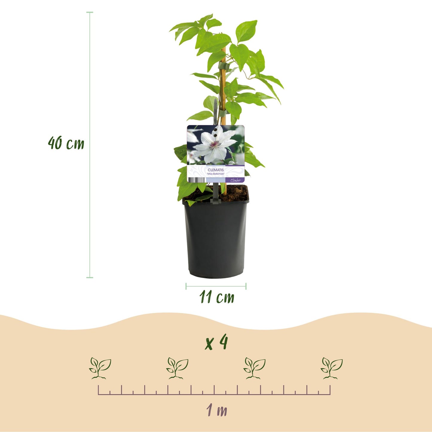 GreenboutiQ - Kletterpflanze - Clematis Miss Bateman - Blüte Rosa - Wenig Pflege - 2 Pflanzen - Topf 11cm Höhe 40cm