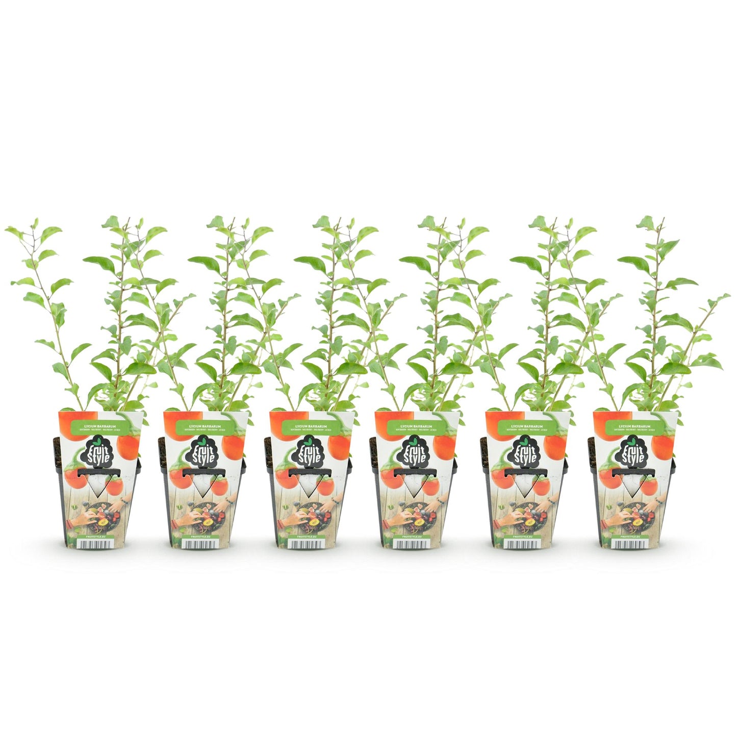 GreenboutiQ - Obstpflanzen - Goji-Beere - Lycium Barbarum - Winterhart - 6 Pflanzen - Topf 9 cm - Orange - Rote Frucht