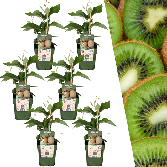 6 x Bio-Kiwi-Pflanzen - Ø 13 cm - ↨ 20 cm