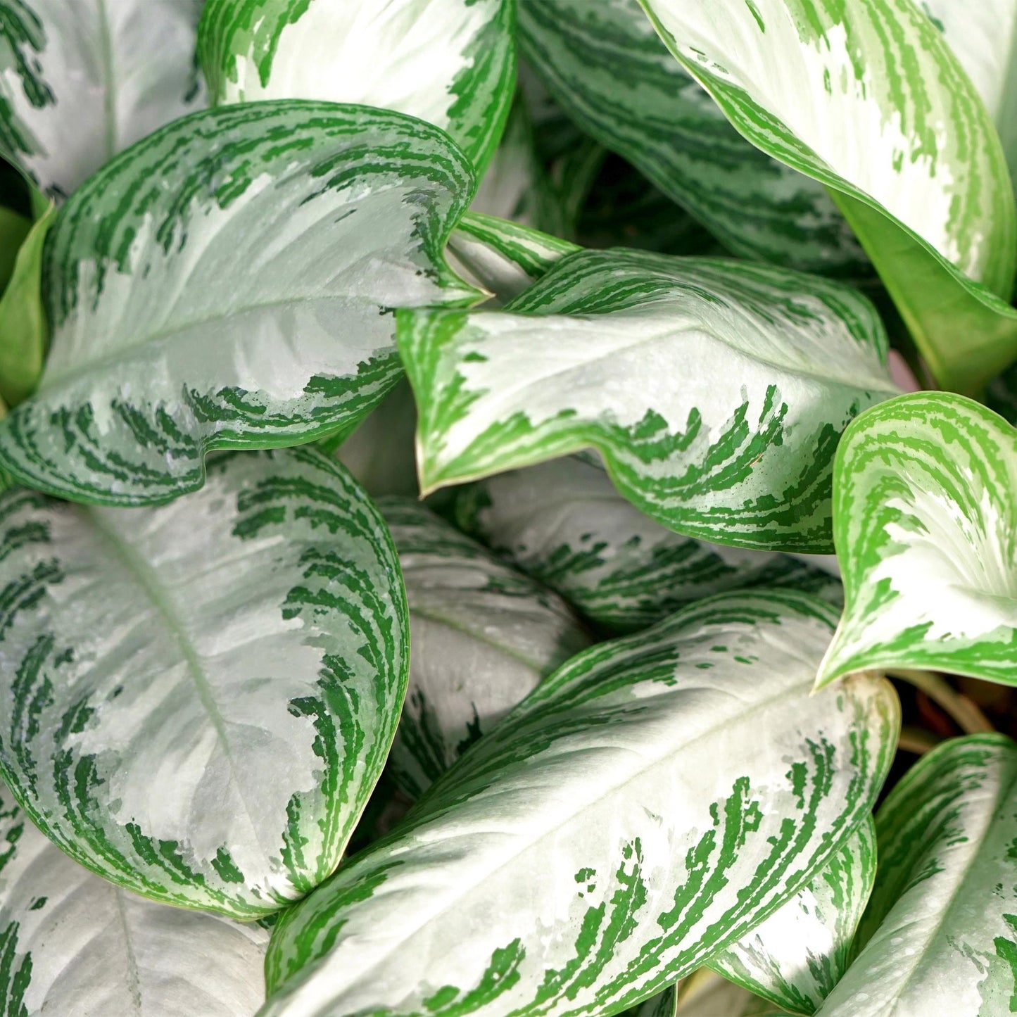 Green boutiQ - Zimmerpflanzen - Aglaonema Silver Bay - Silberblatt - Wenig Pflege - mit Korb - Silber - 2 Pflanzen - Topf 17cm - Höhe 70-75cm