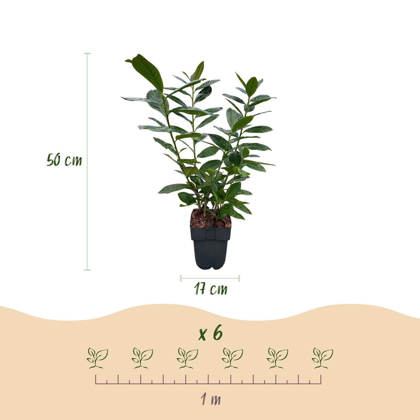 GreenboutiQ - Heckenpflanzen - Prunus laurocerasus Novita - Blatt grün - 6 Pflanzen - 1 laufender Meter - immergrün - Topf 17cm Höhe 50cm