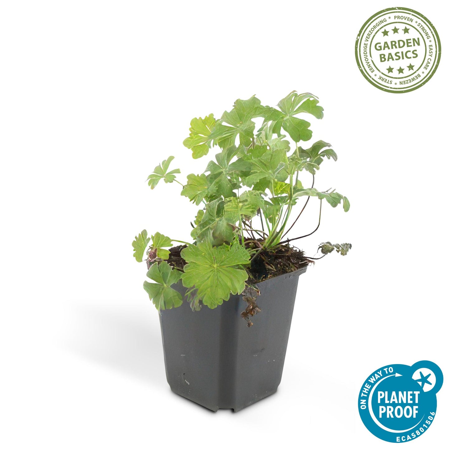 40x Geranium cant. 'Biokovo' - ↕10-25cm - Ø9cm