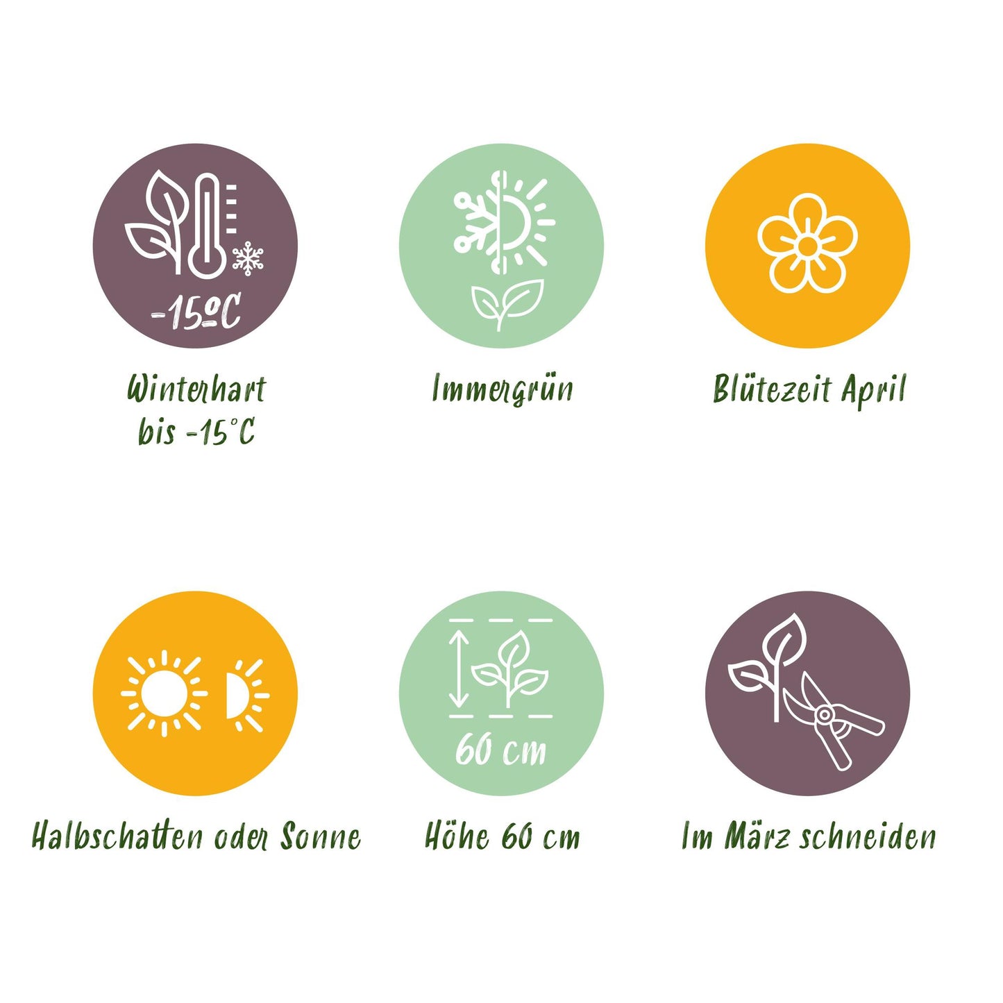 GreenboutiQ - Ziergräser - Carex morrowii Ice Dance - Weiß & Grün - 4 Pflanzen - Immergrün - Wenig Pflege - Topf 17cm Höhe 50cm